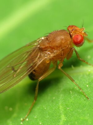 Drosophila