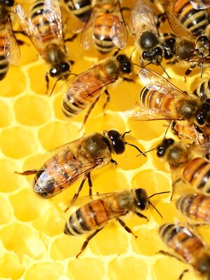 Honey Bee Colony on Honeycomb