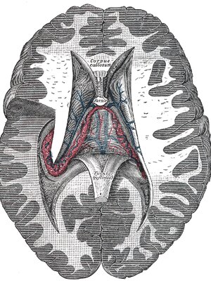 Brain Diagram