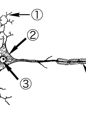 Neuron Diagram