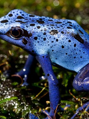 Poisonous Frog