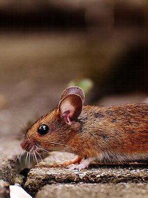 Foraging Mouse