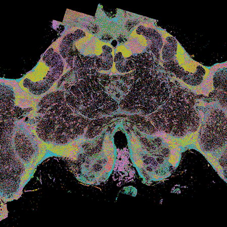 Honey Bee Brain Slice