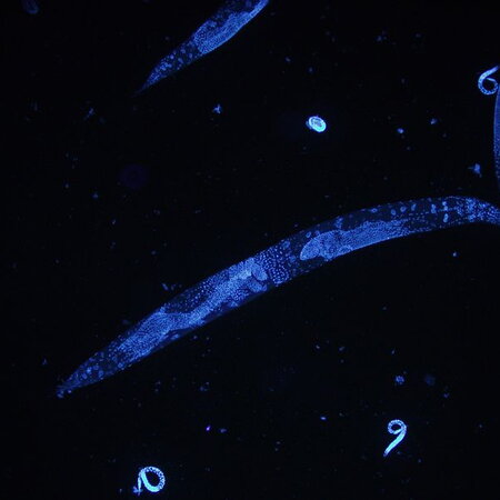 C. Elegans Glowing in the Dark