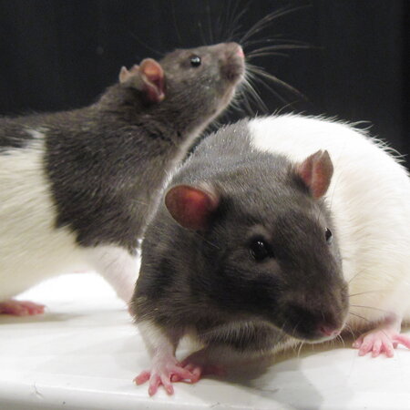 A Pair of Rats