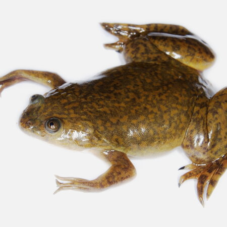 Adult Xenopus Laevis