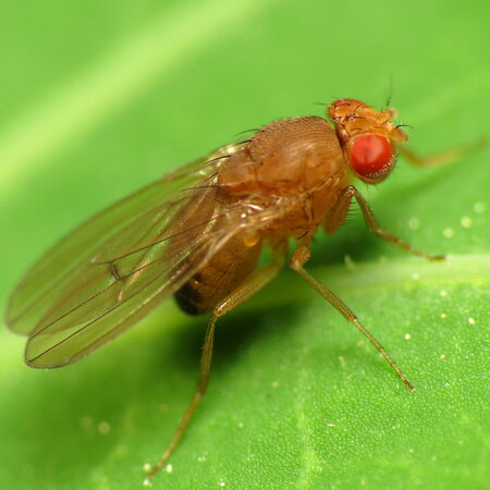 Drosophila