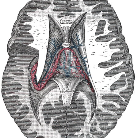 Brain Diagram
