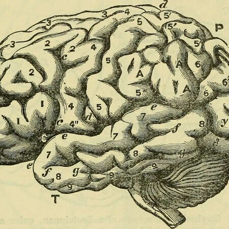 Brain Diagram