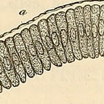 Diagram of a Membrane