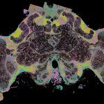 Honey Bee Brain Slice