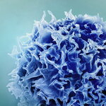 T Cell