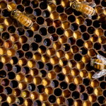 Honey Bee Colony