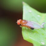 Drosophila