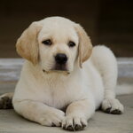 Labrador Retriever Puppy