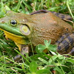 Bull Frog