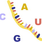 RNA Illustration 