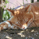 Sleeping Cat
