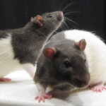 A Pair of Rats