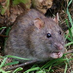 Rat