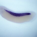 Xenopus Laevis Embryo