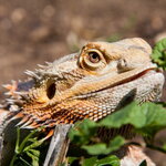 Bearded Dragon