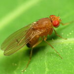 Drosophila