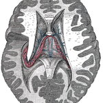 Brain Diagram