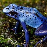 Poisonous Frog