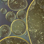 Lipid-Containing Oil