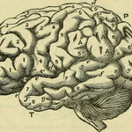 Brain Diagram
